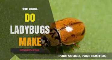 Do Ladybugs Make Sounds? Unveiling the Quiet World of These Beetles