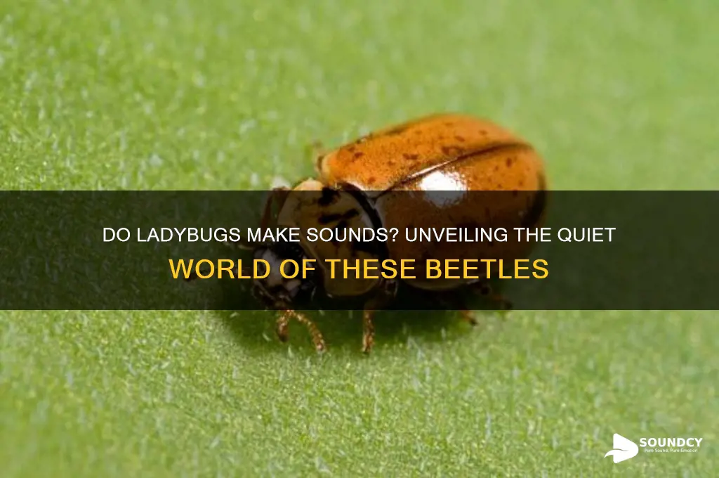 what sounds do ladybugs make