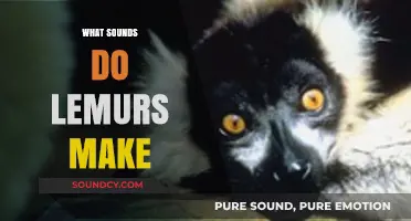 Unveiling the Unique Vocalizations: What Sounds Do Lemurs Make?