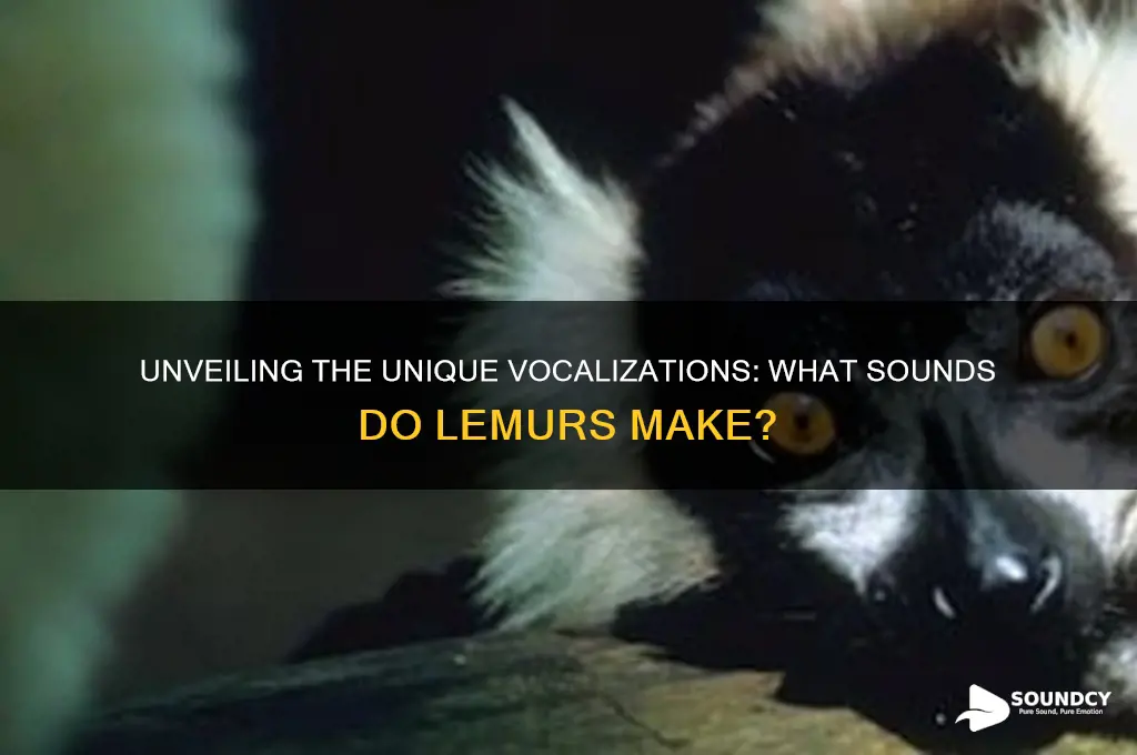 what sounds do lemurs make