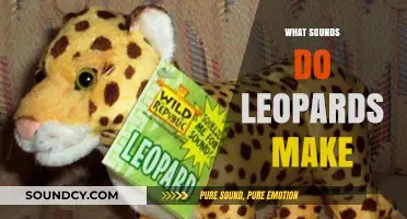 Unveiling the Mysterious Vocalizations: What Sounds Do Leopards Make?
