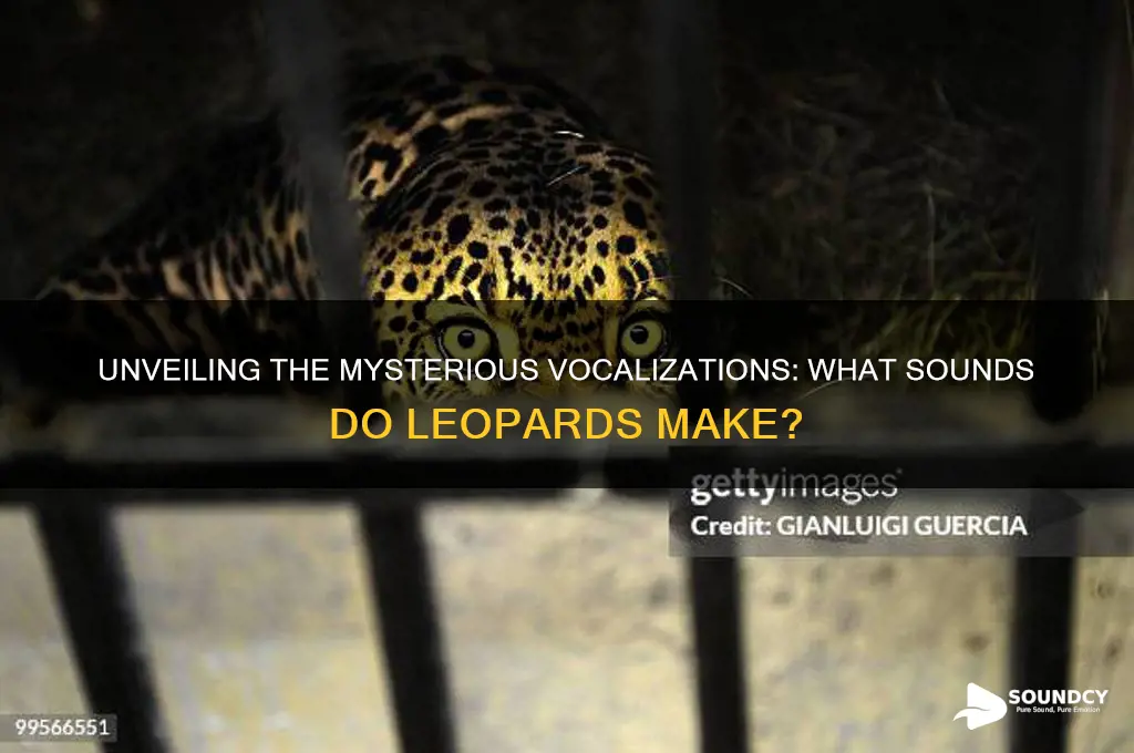 what sounds do leopards make