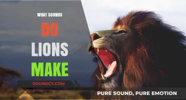 Roaring Revelations: Exploring the Vocalizations and Sounds of Lions