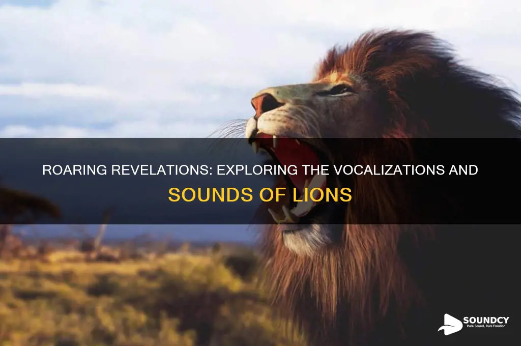 what sounds do lions make