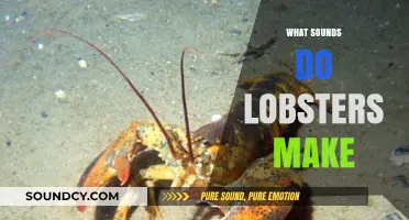 Unveiling the Surprising Noises Lobsters Produce in Their Underwater World