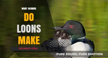 Exploring the Haunting and Beautiful Calls of Loons in the Wild