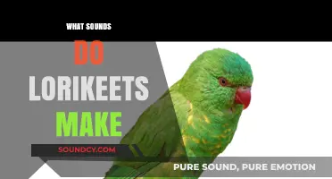 Exploring the Vibrant Vocalizations of Lorikeets: Sounds and Communication