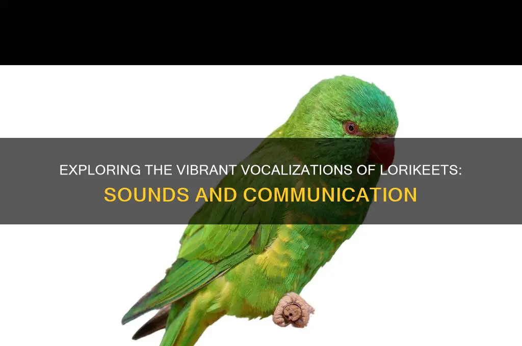 what sounds do lorikeets make