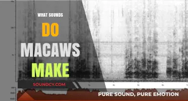 Exploring the Vibrant Vocalizations: What Sounds Do Macaws Make?