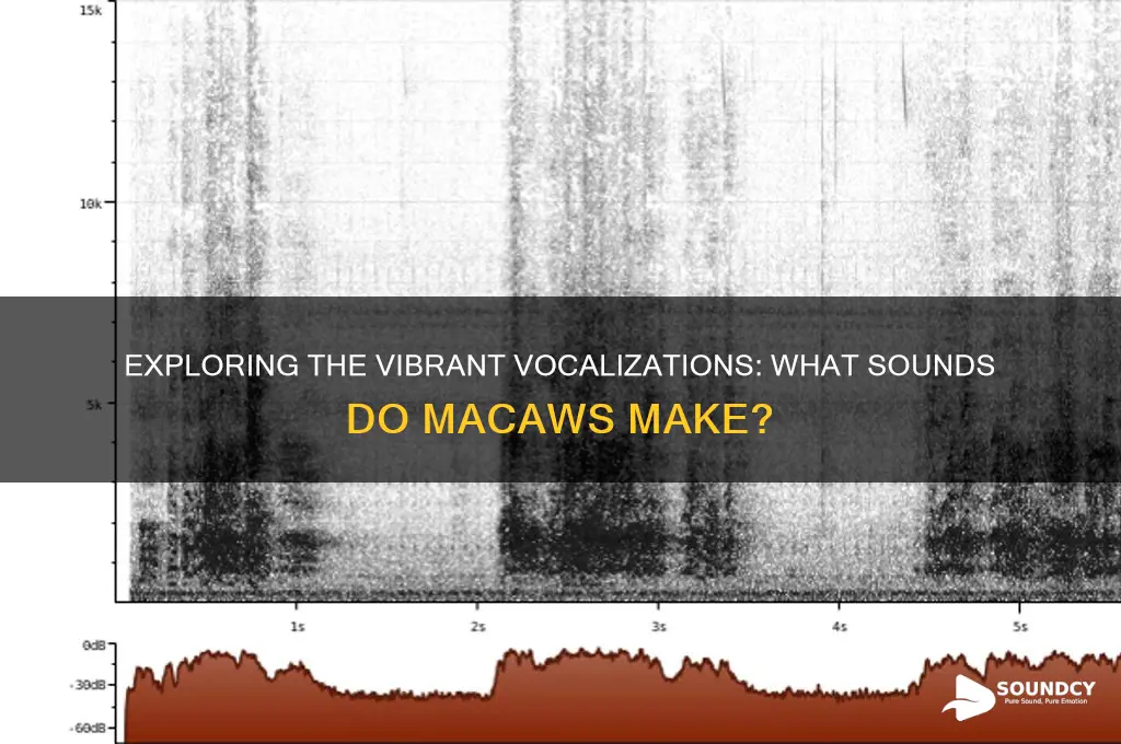 what sounds do macaws make