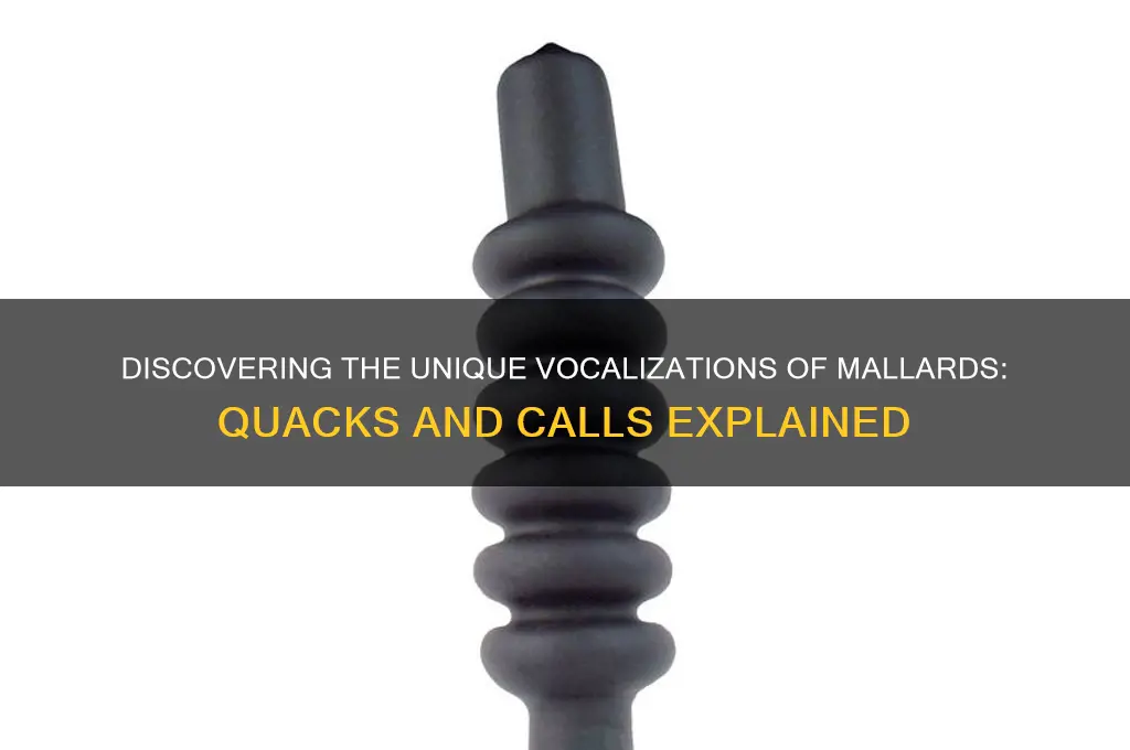 what sounds do mallards make