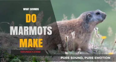 Uncovering the Unique Sounds Marmots Make in the Wild