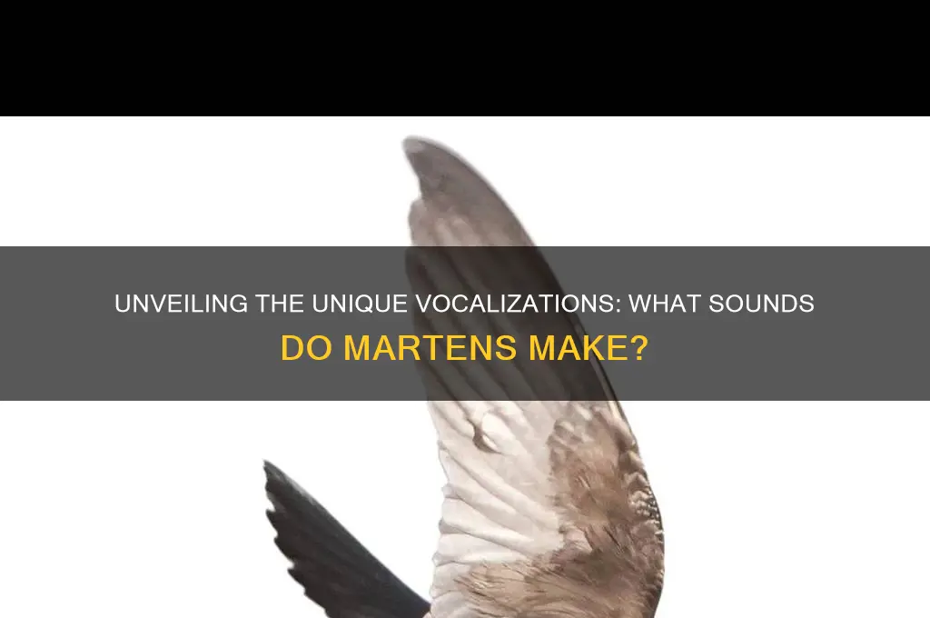 what sounds do martens make