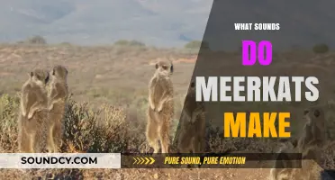 Discover the Unique Vocalizations: What Sounds Do Meerkats Make?