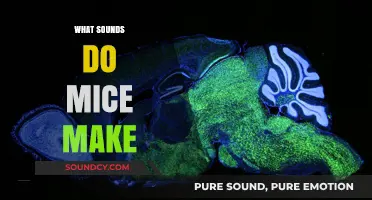 Uncovering the Quiet World: What Sounds Do Mice Make?