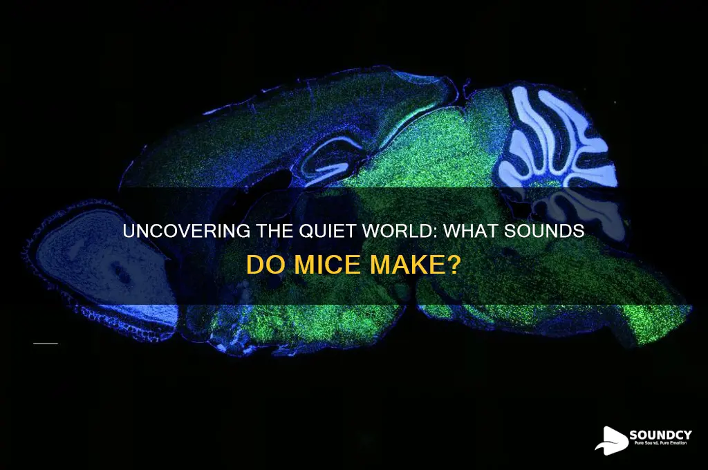 what sounds do mice make