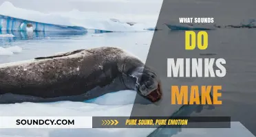 Unveiling the Unique Vocalizations: What Sounds Do Minks Make?