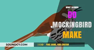 Mockingbird Melodies: Exploring the Diverse Sounds of These Mimic Masters