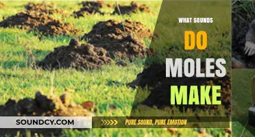 Uncovering the Mysterious Sounds: What Noises Do Moles Actually Make?