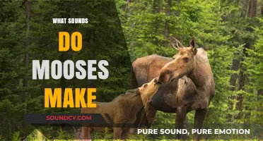 Unveiling the Unique Vocalizations: What Sounds Do Mooses Make?