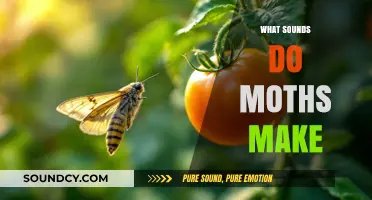Unveiling the Silent World: Do Moths Make Any Sounds?