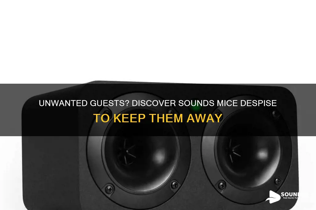 what sounds do mouse hate