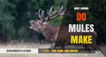 Unveiling the Unique Vocalizations: What Sounds Do Mules Make?