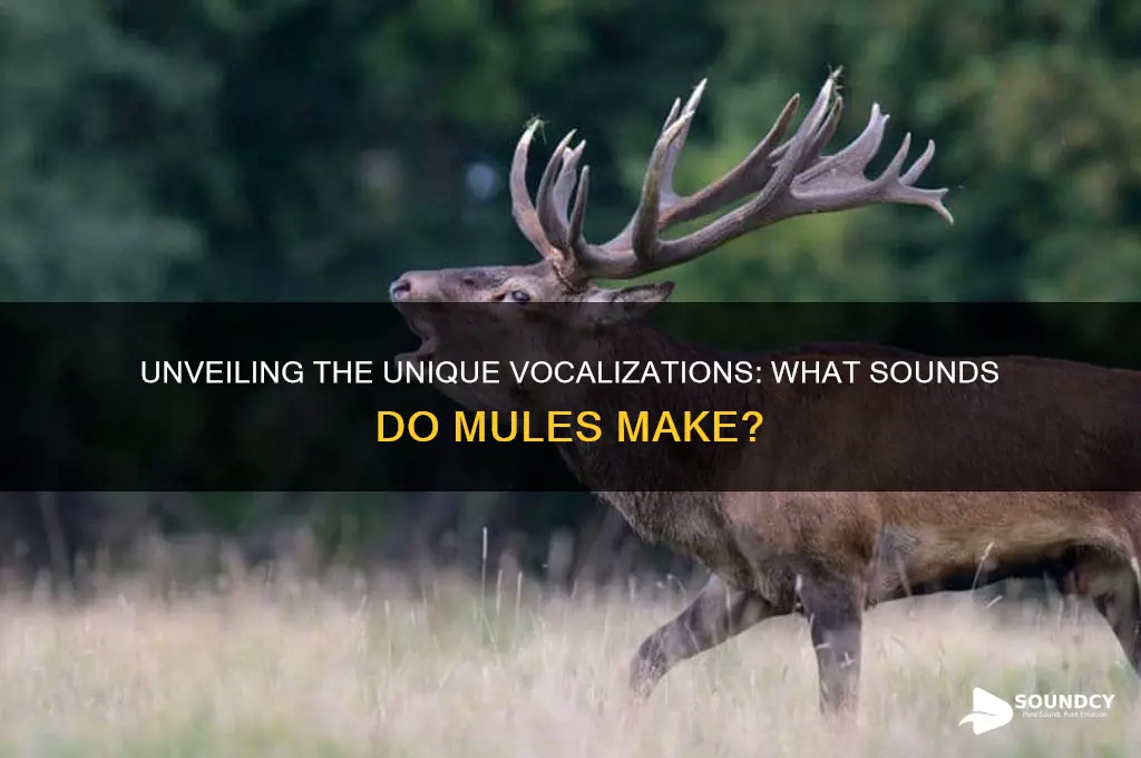 what sounds do mules make