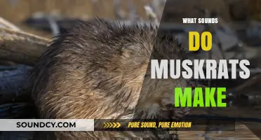 Unveiling the Unique Vocalizations: What Sounds Do Muskrats Make?