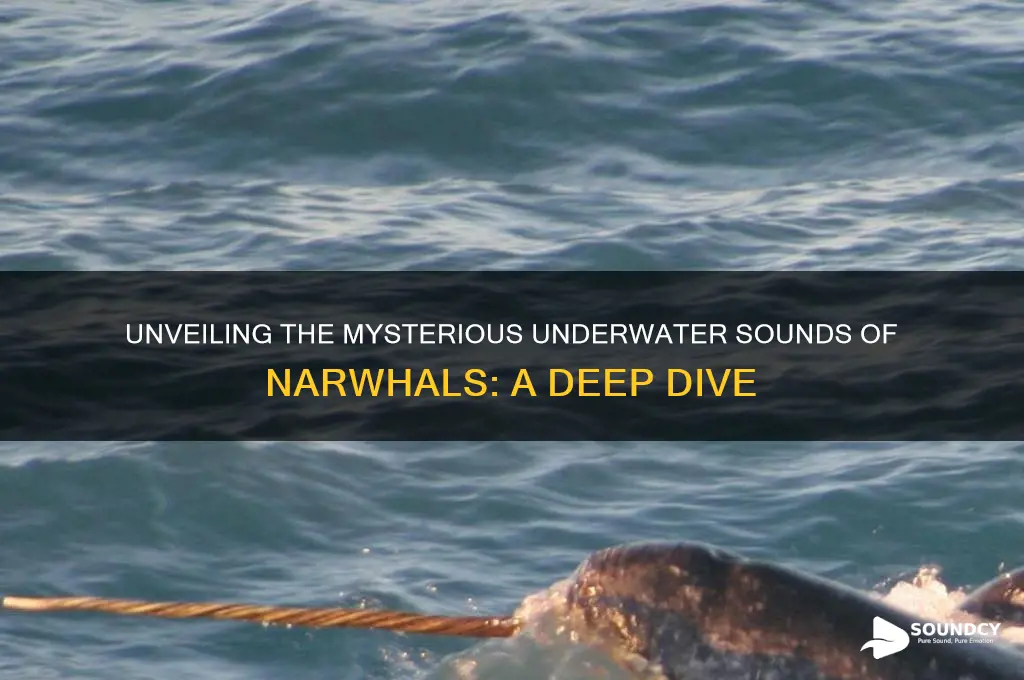 what sounds do narwhals make
