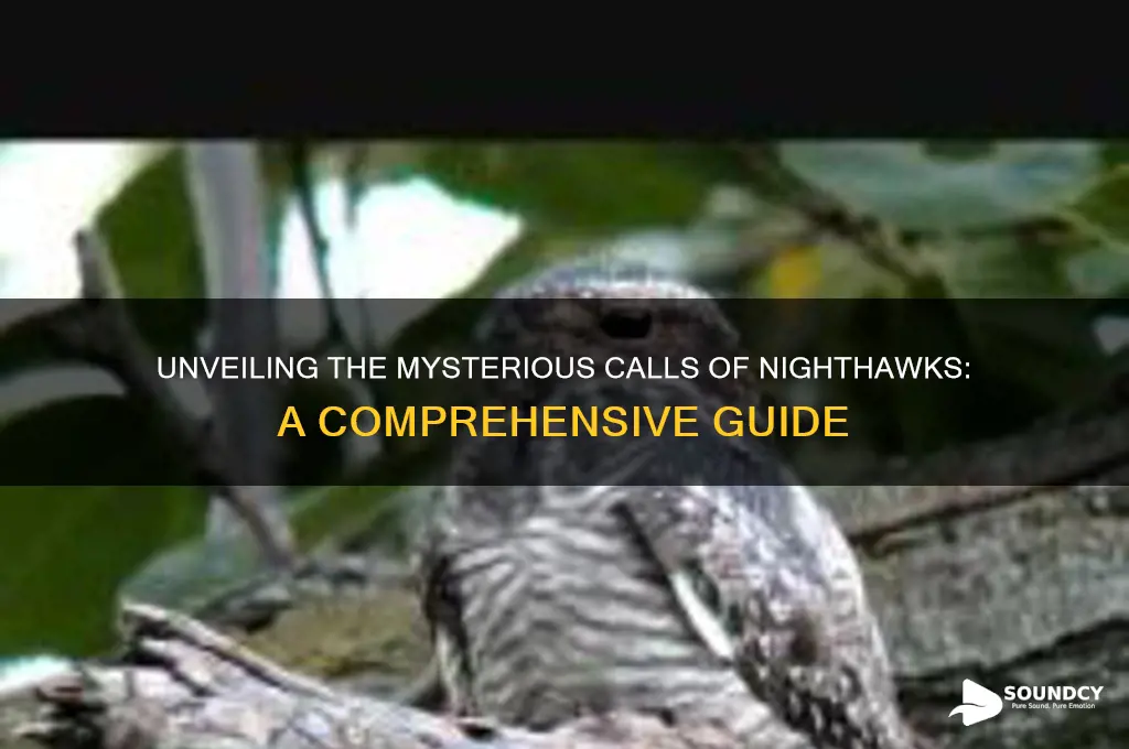 what sounds do nighthawks make