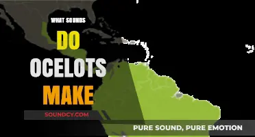 Unveiling the Unique Vocalizations: What Sounds Do Ocelots Make?
