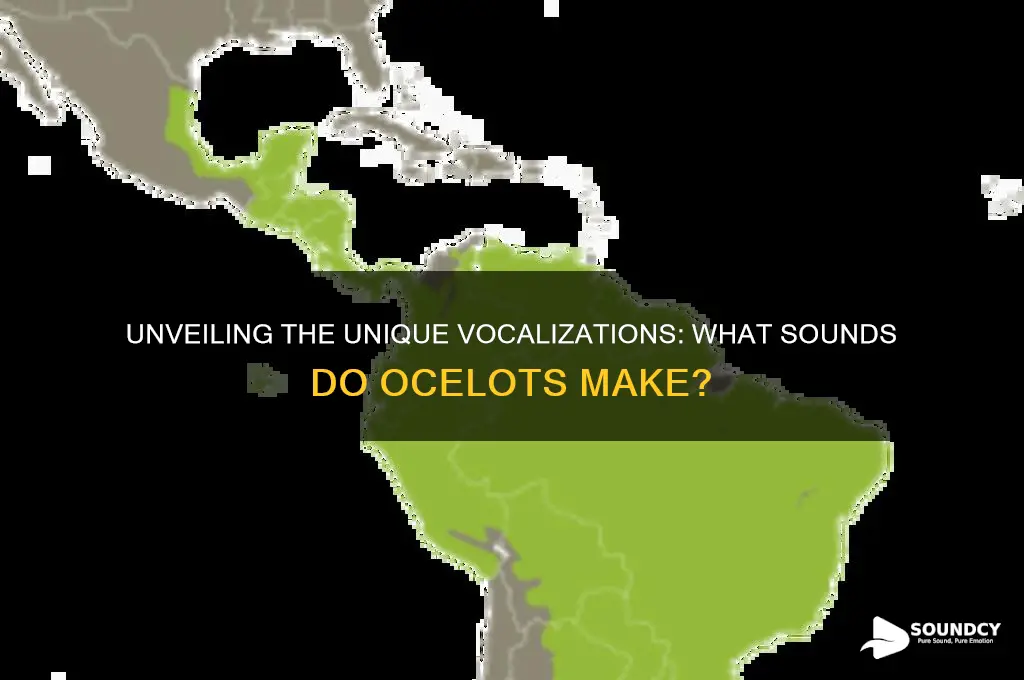 what sounds do ocelots make