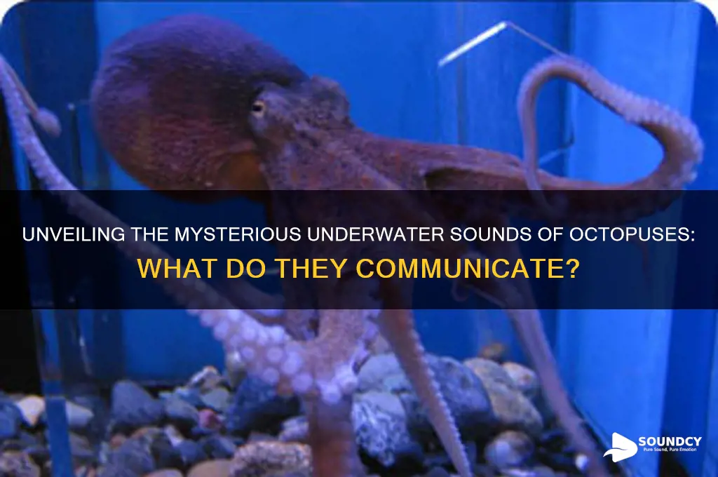 what sounds do octopus make