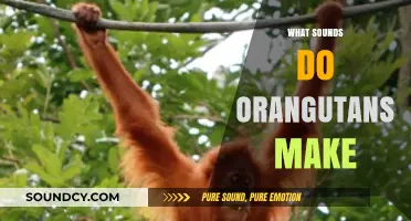 Unveiling the Unique Vocalizations: What Sounds Do Orangutans Make?