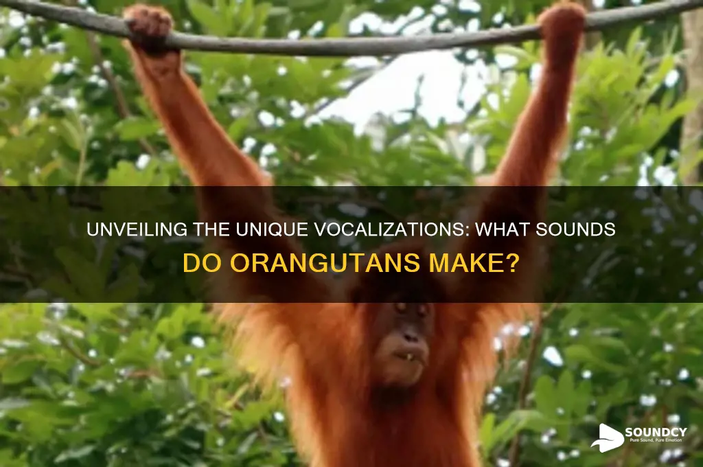 what sounds do orangutans make
