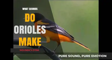 Discover the Unique and Enchanting Songs of Orioles in Nature