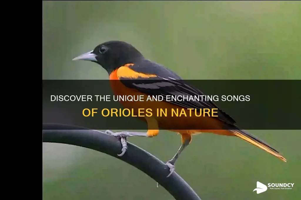 what sounds do orioles make