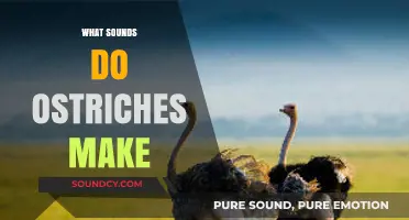Unveiling the Unique Vocalizations: What Sounds Do Ostriches Make?