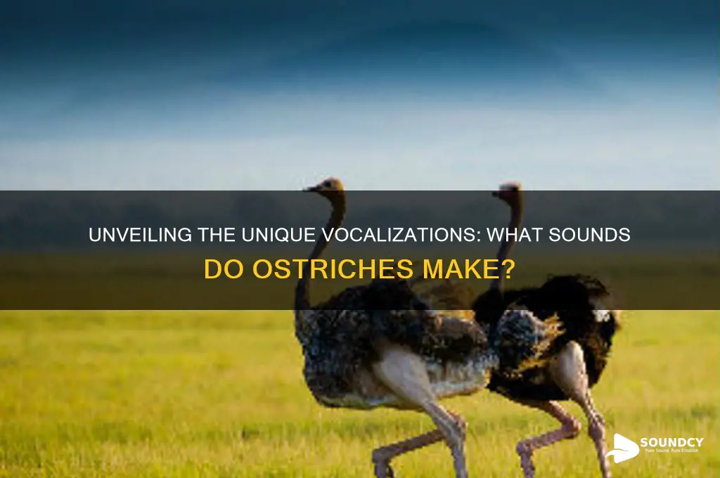 what sounds do ostriches make