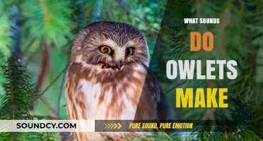 Unveiling the Adorable Vocalizations of Owlets: Sounds and Communication