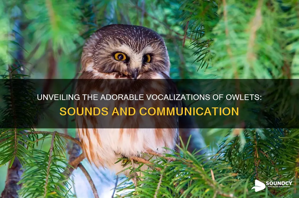 what sounds do owlets make