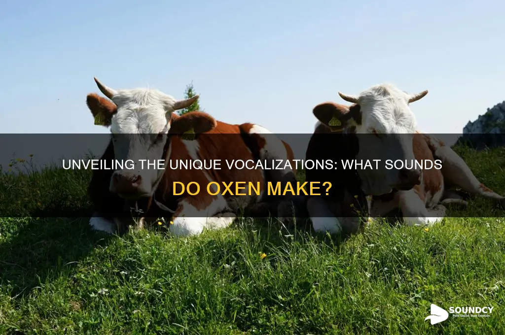 what sounds do ox make