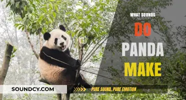 Unveiling the Mystery: What Sounds Do Pandas Make in the Wild?