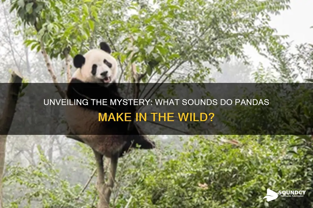what sounds do panda make