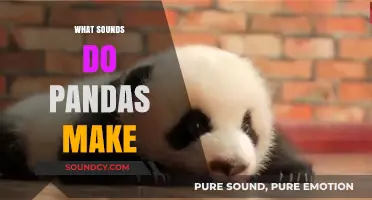 Unveiling the Unique Vocalizations: What Sounds Do Pandas Make?