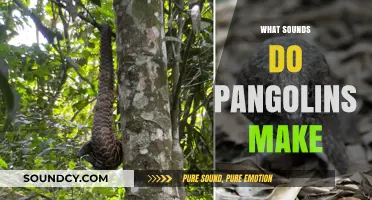 Unveiling the Mysterious Sounds of Pangolins: A Comprehensive Guide
