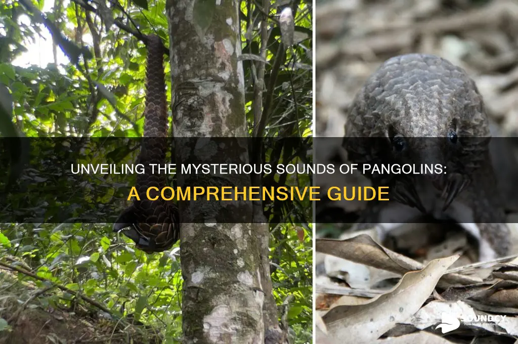what sounds do pangolins make
