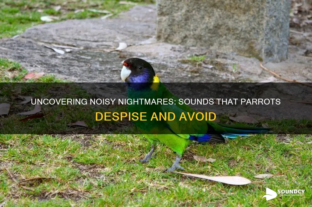 what sounds do parrots hate