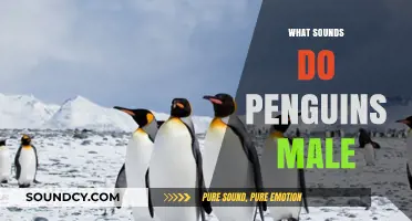 Discover the Unique Vocalizations: What Sounds Do Male Penguins Make?